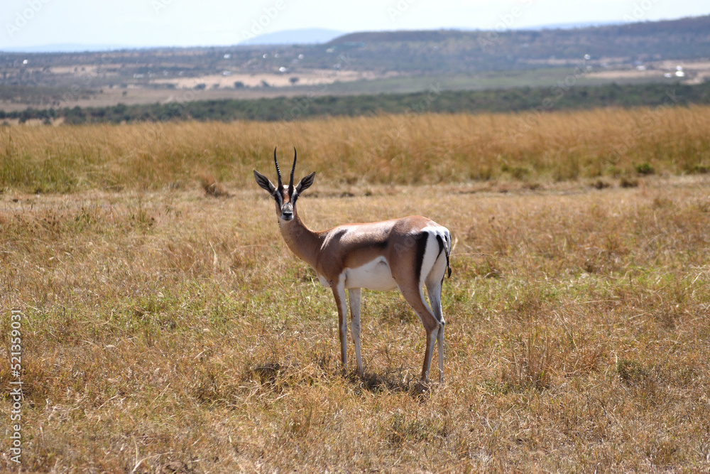 Obraz premium Vida salvaje en Masai Mara