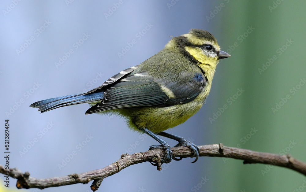 The Eurasian blue tit is a small passerine bird in the tit family, Paridae. It is easily recognisable by its blue and yellow plumage and small size The Eurasian blue tit is a small passerine bird in the tit family, Paridae. It is easily recognisable by its blue and yellow plumage and small size
