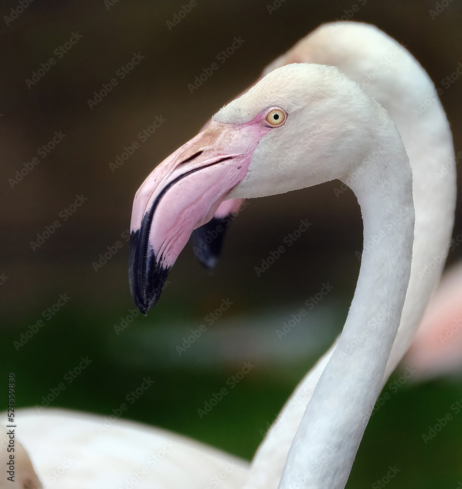 Fototapeta premium Flamingos or flamingoes are a type of wading bird in the family Phoenicopteridae, which is the only extant family in the order Phoenicopteriformes.