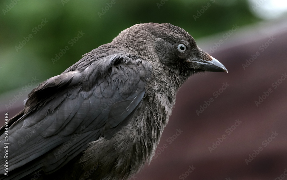Obraz premium The western jackdaw, also known as the Eurasian jackdaw, the European jackdaw, or simply the jackdaw, is a passerine bird in the crow family