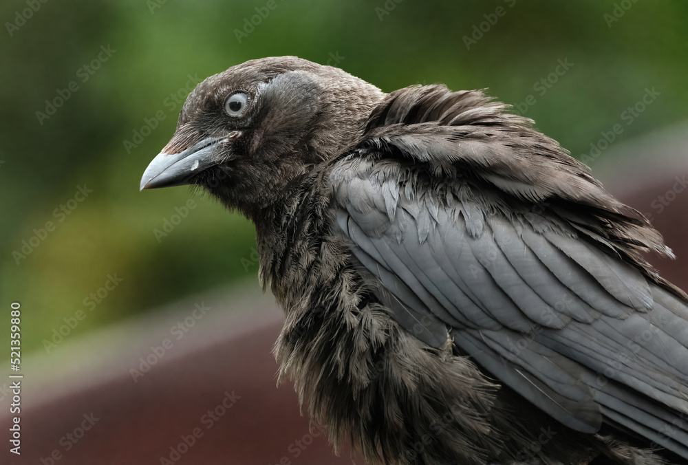Obraz premium The western jackdaw, also known as the Eurasian jackdaw, the European jackdaw, or simply the jackdaw, is a passerine bird in the crow family