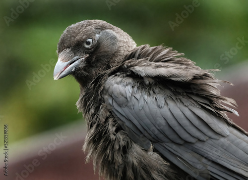 The western jackdaw  also known as the Eurasian jackdaw  the European jackdaw  or simply the jackdaw  is a passerine bird in the crow family