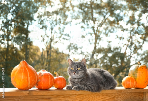 Photography cat and ripe orange pumpkins in garden, natural autumn background