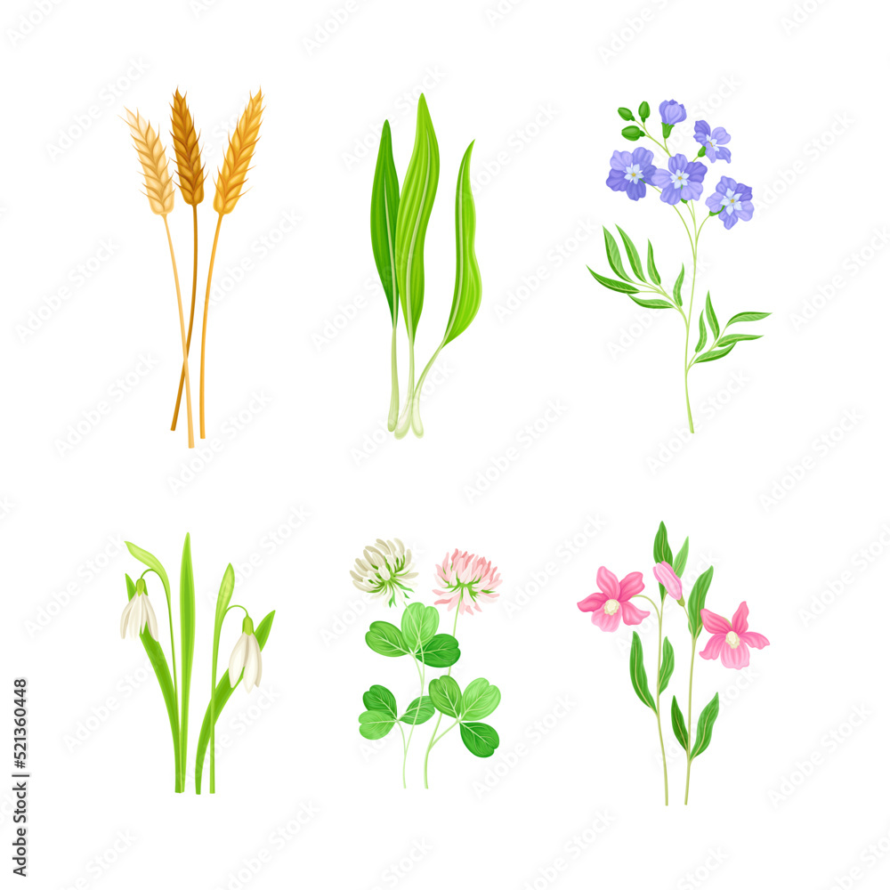 Wildflower Species or Herbaceous Flowering Plant with Green Stem and Leaf Vector Set