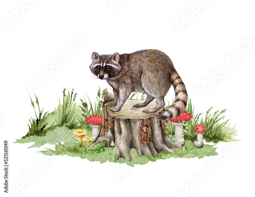 Raccoon on the tree stump. Hand drawn illustration. Forest wildlife scene. Cute raccoon standing on the tree stump with green grass and forest mushrooms. Wildlife animal in natural environment