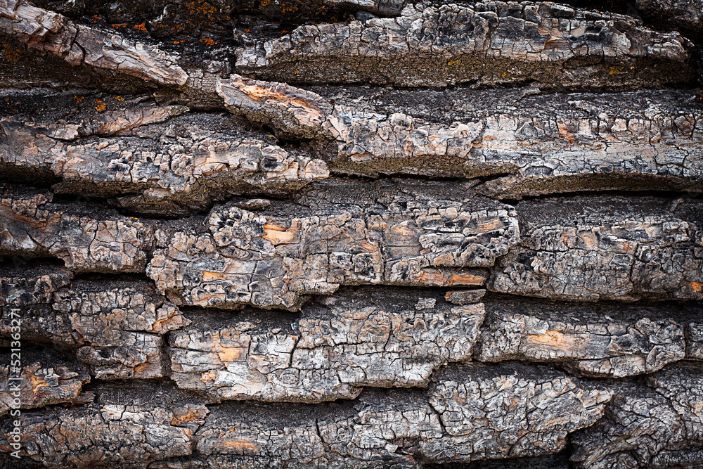 Abstract background. Tree bark texture close up Abstract background. Tree bark texture close up