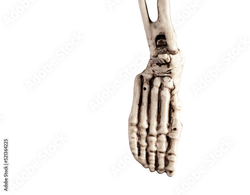 Human skeleton foot isolated on white background. Skeletal system anatomy, medicine concept. High quality photo