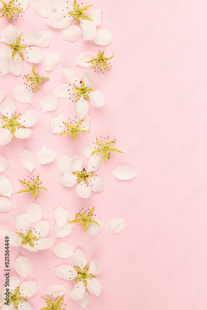 Fresh tender summer flowers background with white petals and buds of apple tree flowers on pastel pink background as border, copy space, top view, vertical. Romantic floral background in modern style.