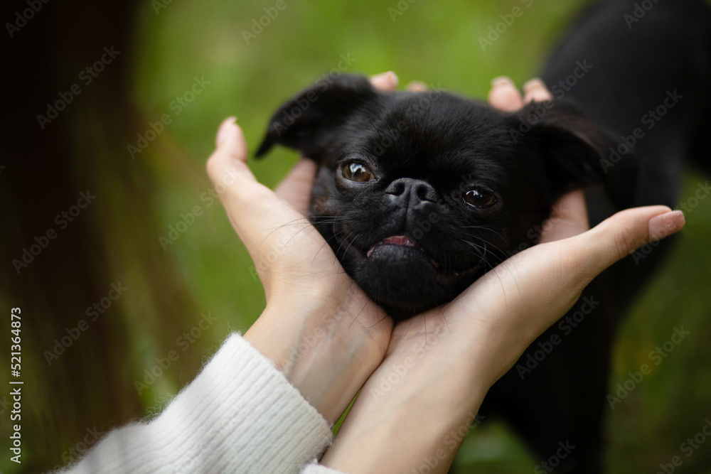Pleased face of black cute pet pug-dog of breed 'Petit Brabancon Brussels Griffon' in woman's hands, green park is on background. Friendly social companion. Summer time. Horizontal plane.