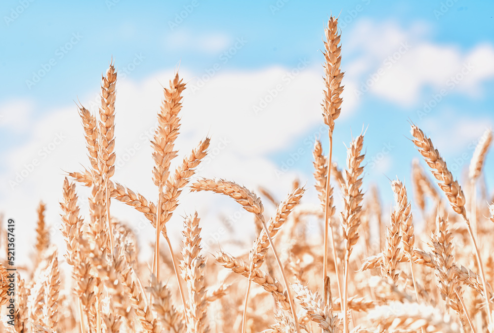 Fototapeta premium Whitened ears of wheat in the field and blue sky low angle view