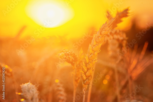 Ears of wheat close-up on the street from a low angle of view against the backdrop of the setting sun © SerPhoto