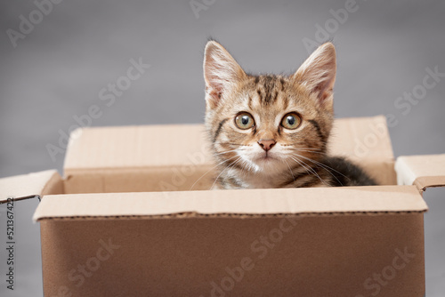 Head of a tabby kitten from a box looking at the camera indoors low angle view