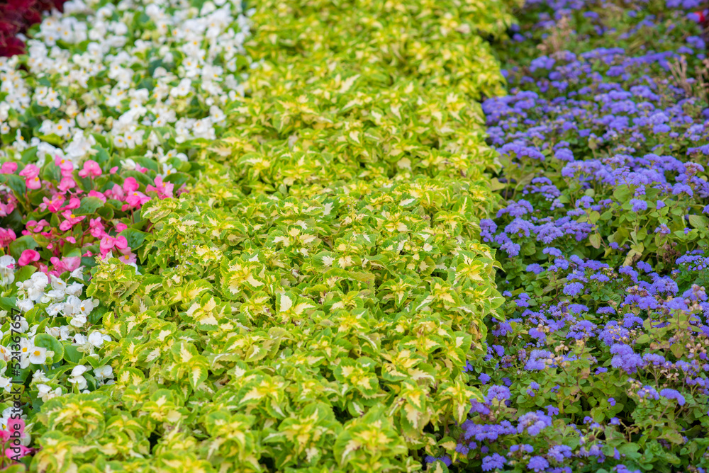blooming flower bed with different blooming flowers
