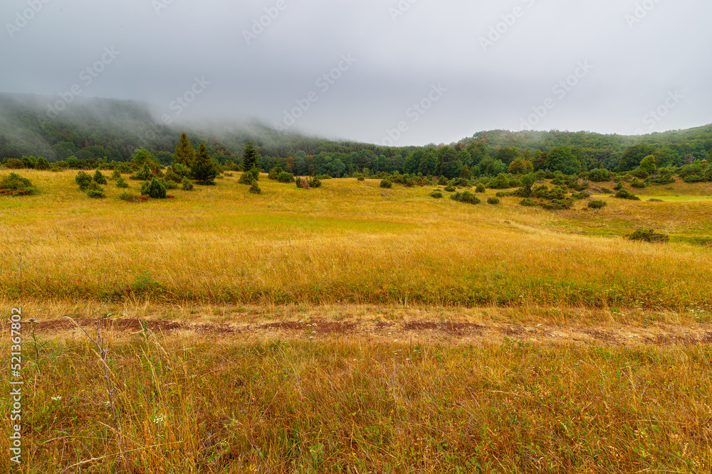 Meadow at the edge of forest on a foggy morning