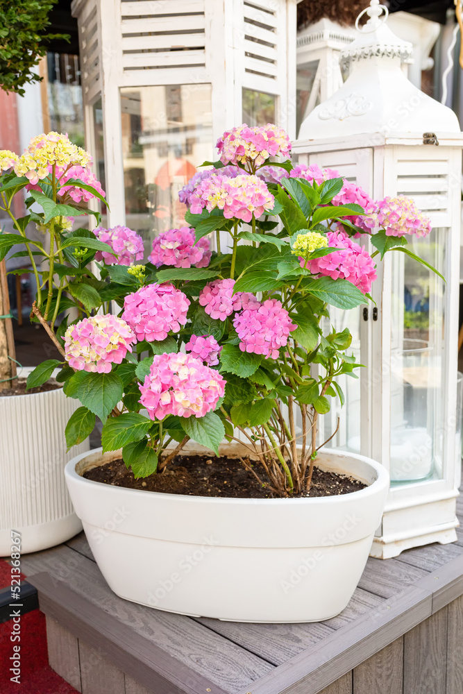 Blooming hydrangea in a decorative ceramic pot. Lush pink hydrangea flowers