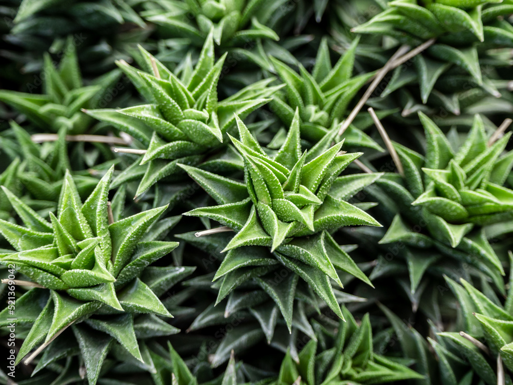 a group of tropical prickly cacti grows in a botanical garden a group of tropical prickly cacti grows in a botanical garden