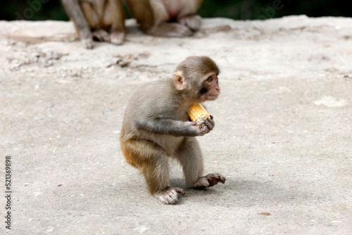Monkey having food © Shaz
