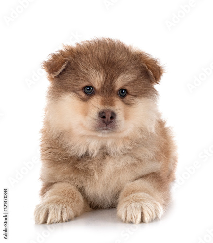 puppy Finnish Lapphund in studio