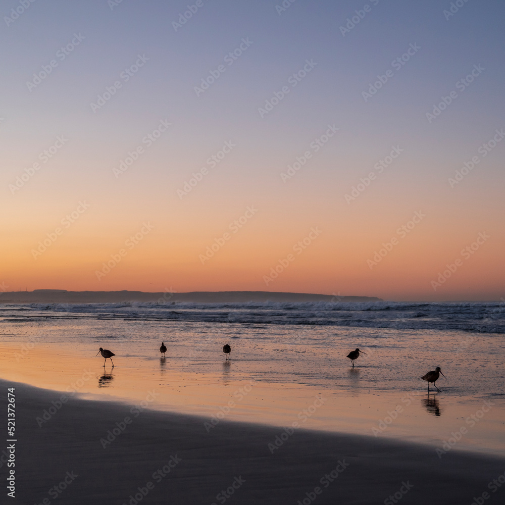 Long Billed Curlew's on the shore of a San Diego beach at sunrise. The sky is orange as the sun comes up.