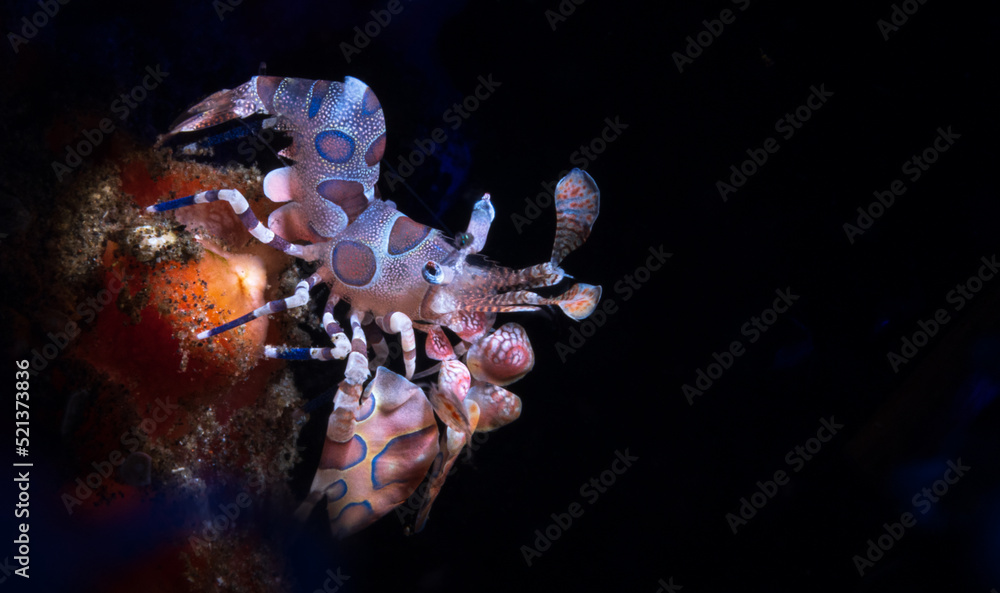 Hymenocera picta, commonly known as the harlequin shrimp, is a species of saltwater shrimp found at coral reefs in the tropical Indian and Pacific Oceans. - obrazy, fototapety, plakaty 