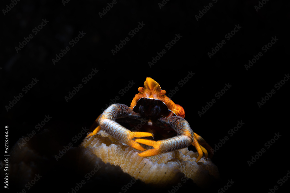 Orange crab on the coral reef of Lembeh in Northern Sulawesi in Indonesia