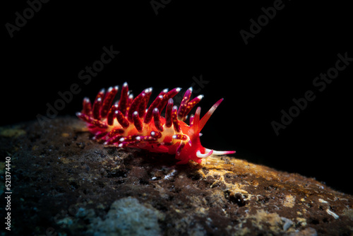 Flabellina is a genus of sea slugs, specifically aeolid nudibranchs. These animals are marine gastropod molluscs in the family Flabellinidae. Nudibranch while scuba diving in Lembeh, Sulawesi photo