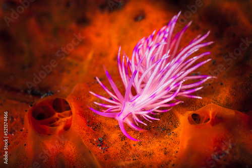 Flabellina is a genus of sea slugs, specifically aeolid nudibranchs. These animals are marine gastropod molluscs in the family Flabellinidae.