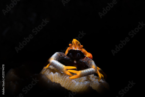 Fototapeta Naklejka Na Ścianę i Meble -  Orange crab on the coral reef of Lembeh in Northern Sulawesi in Indonesia