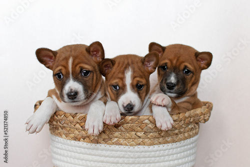 Basenji puppies sitting pretty in a basket against a white background