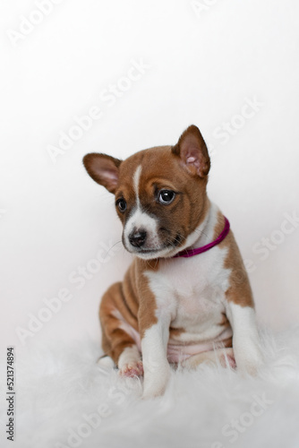 Cute basenji puppy sitting on a white background
