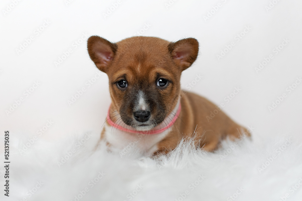 Cute basenji puppy lying on a white background Cute basenji puppy lying on a white background