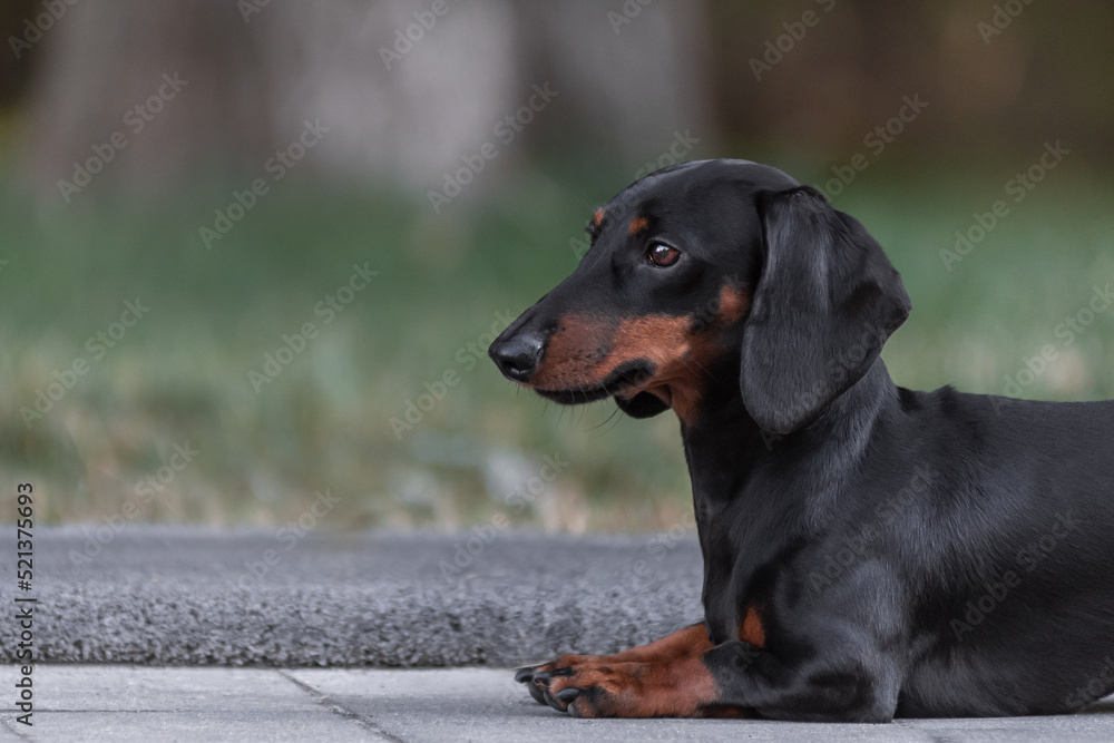 A black miniature rabbit dachshund lying in the park in summer