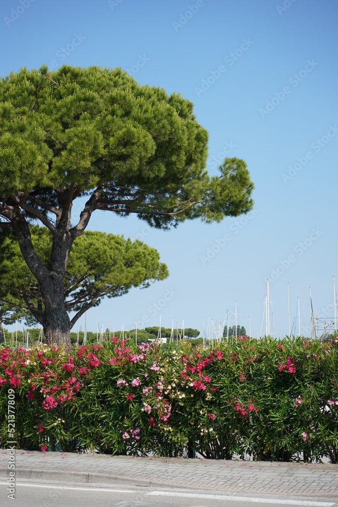 Fototapeta premium Groomed Trees in Italy nice road empty morning walk
