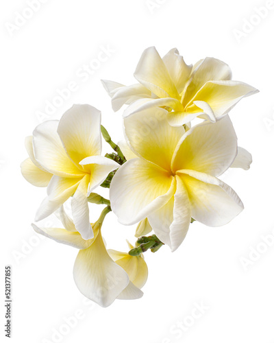 White Plumeria flowers (Frangipani), Fragrant white flower blooming on branch, isolated on white background, with clipping path