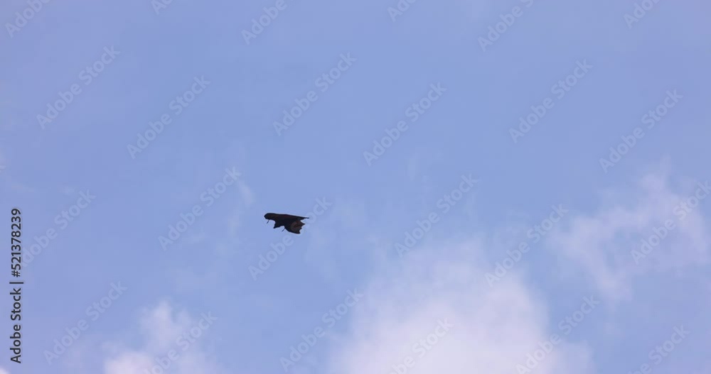 A Bat is flying in slow motion, isolated against the sky during daytime facing the jungle trees among flying foxes. A Bat is flying in slow motion, isolated against the sky during daytime facing the jungle trees among flying foxes.