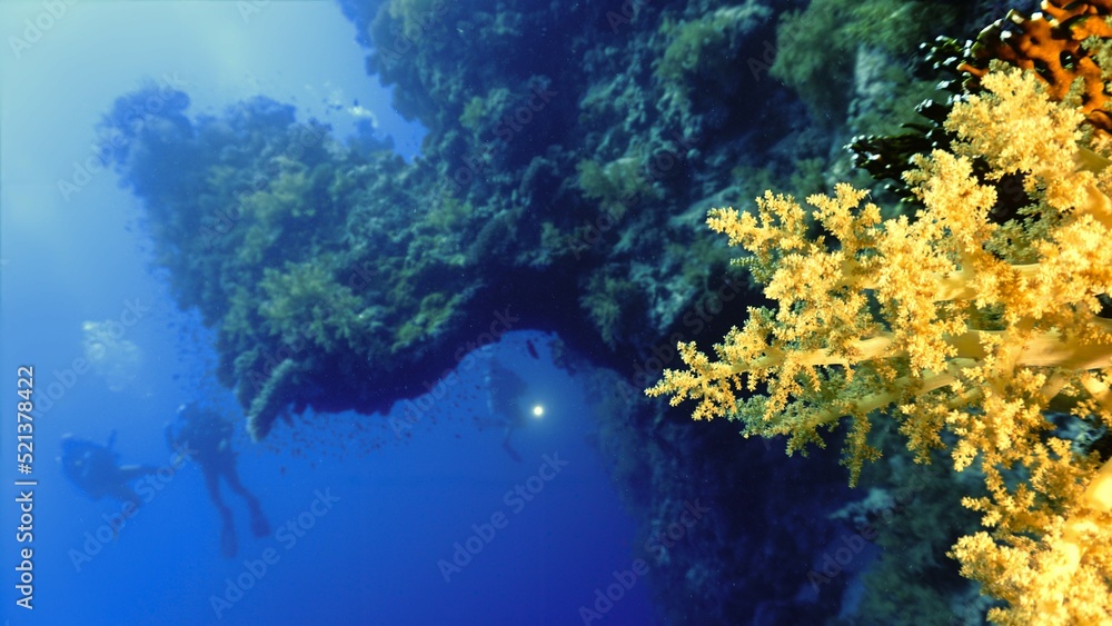 Underwater photo of a beautiful drop off wall with soft corals Underwater photo of a beautiful drop off wall with soft corals
