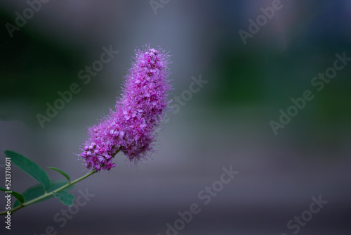 close up of flowers 
horizontal photo out of focus flower beautiful purple background