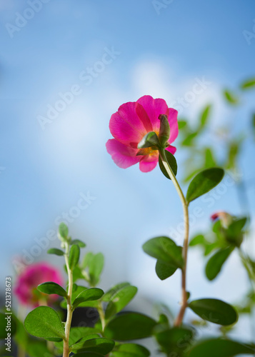 Beautiful flowers blooming with blue sky background