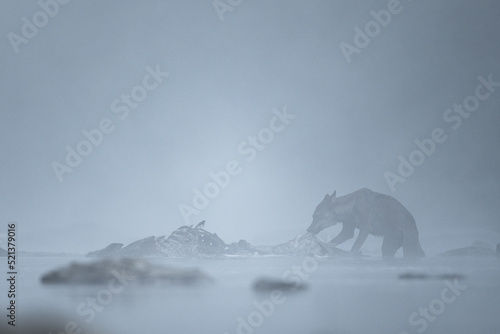 Fototapeta Naklejka Na Ścianę i Meble -  Grey Wolf (Canis lupus) in the river in a foggy morning, Bieszczady, Carpathians, Poland.