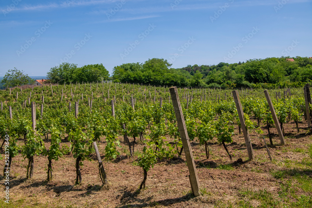 Beautiful rows of green vineyards in summer with blue sky. Agricultural landscape.