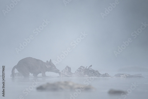 Fototapeta Naklejka Na Ścianę i Meble -  Grey Wolf (Canis lupus) in the river in a foggy morning, Bieszczady, Carpathians, Poland.
