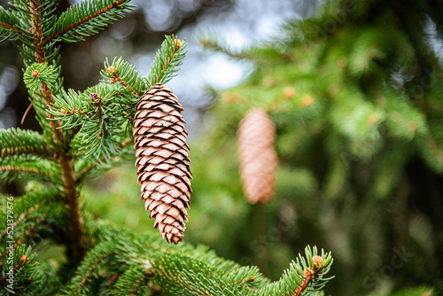 Pack of brown cone on a pine tree isolated branch.