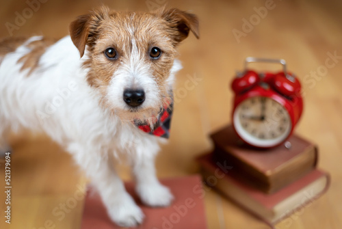 Cute pet dog with alarm clock and books. Back to school or puppy training.