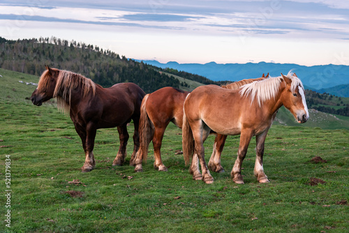 Herd of horses in the high mountains.