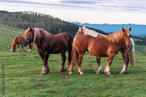 Herd of high mountain horses.