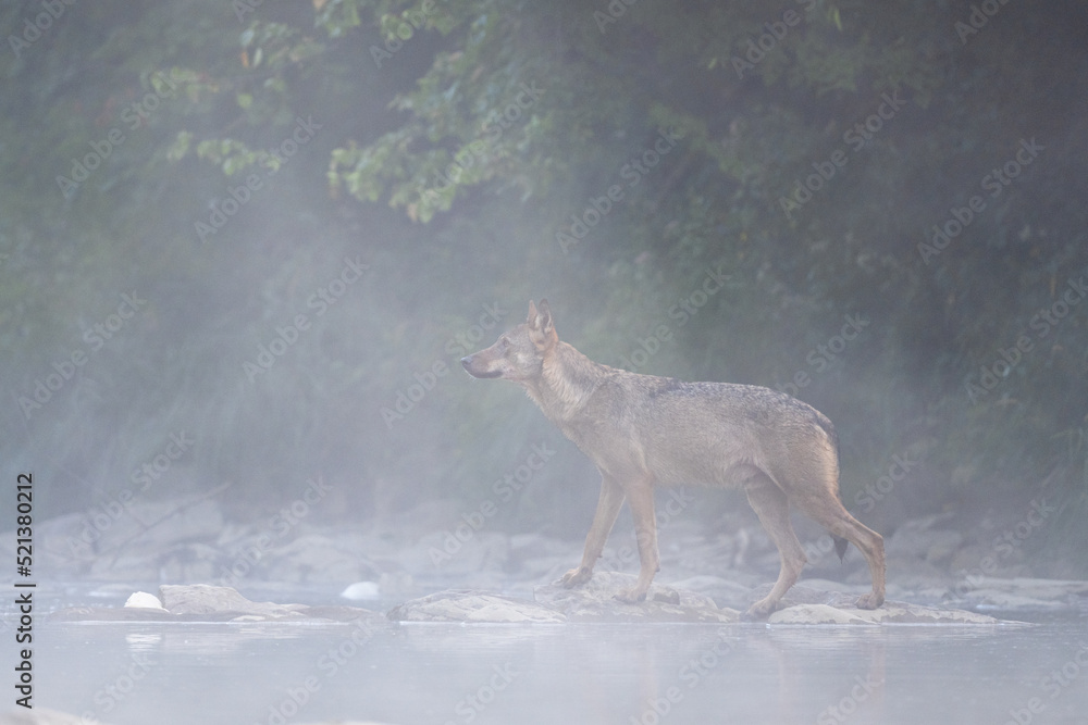 Fototapeta premium Grey Wolf (Canis lupus) in the river in a foggy morning, Bieszczady, Carpathians, Poland.