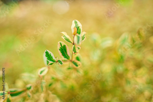 Terminalia neotaliala, the Madagascar almond tree, is a mid-sized tree in the leadwood tree family, Combretaceae. Terminalia mantaly tree leaf texture background photo