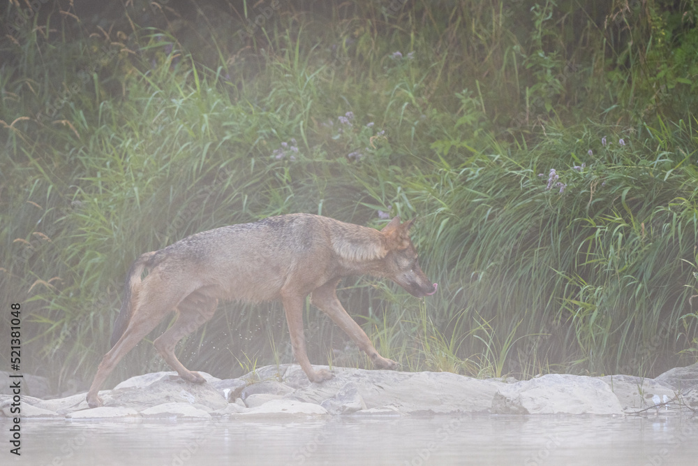 Obraz premium Grey Wolf (Canis lupus) in the river in a foggy morning, Bieszczady, Carpathians, Poland.