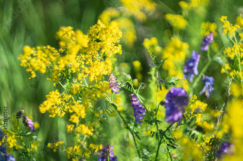 Fototapeta Naklejka Na Ścianę i Meble -  bright floral flowers in the field