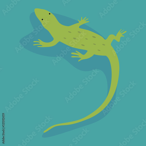 green lizard on a turquoise background